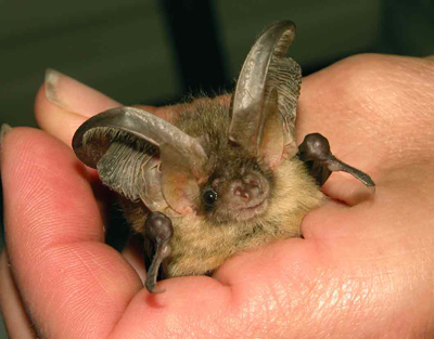 Myotis sp.